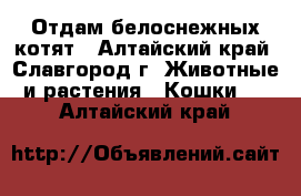 Отдам белоснежных котят - Алтайский край, Славгород г. Животные и растения » Кошки   . Алтайский край